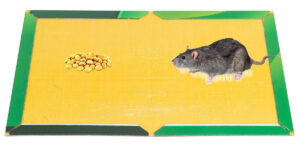 چسب موش کتابی یورش